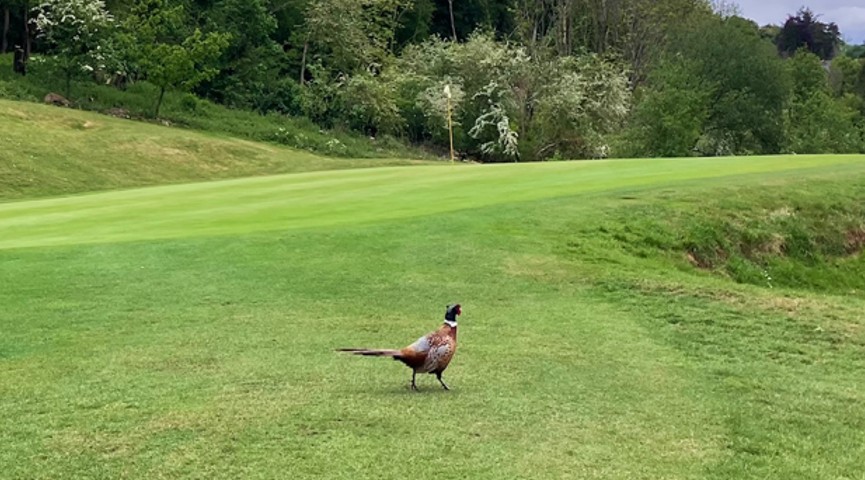Phesant on 9th Hole at Nort Downs Golf Club