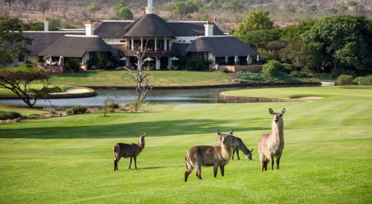 Wild animals on golf course